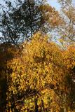 Cherry & Sycamore Foliage