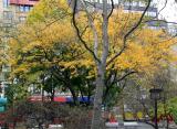 Foliage at the Playground