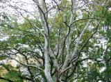 Sycamore Tree Branches