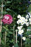 Chrysanthemum and Japanese Anenome