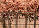 Cherry Tree Foliage at the NYU Law School