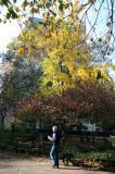 Walking the Dog - Foliage & NYU Student Center