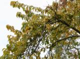 Osage Orange Foliage & Fruit