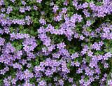 Bacopa Flowers in a  Box