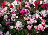 Cyclamen