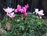 Cyclamen