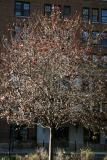 Cherry Tree