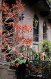 Hawthorne Tree Berries & Holiday Decorations