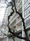 Pigeons in a Hawthorne Tree