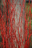 Red Twig Bush