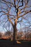 Elm Tree aka the Hare Krishna Enlightment Tree