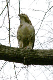 Hawk after Dining on a Rat