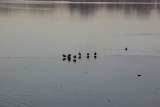 Reservoir - Ducks on an Ice Sheet