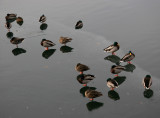 Reservoir - Ducks on an Ice Sheet