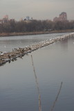 Reservoir Jetty - Canadian Geese, Ducks & Seagulls
