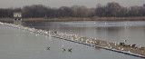Reservoir Jetty - Canadian Geese, Ducks & Seagulls