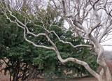 Magnolia Tree Branches