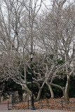 Magnolia Trees