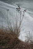 Turtle Pond Ice Shore