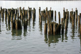 Pier Pilings