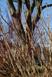 Scholar Tree, Red Twig & Hydrangea Branches