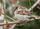 Sparrow in a Peach Tree on a Cold Day