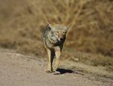 Coyote at Bosque