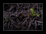 20111224-18 as Smart Object-1.jpg