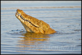 Croc swallowing a fish