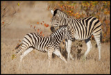 Sebra foal in playful mood