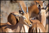 Oxpeckers pester impalas and other antelope, seemingly endlessly