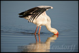 Yellow-billed stork