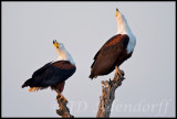 African fish eagle duet