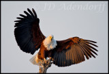 African fish eagle