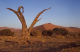 Namib dead tree