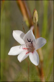 Tritonia antholyza, Iridaceae