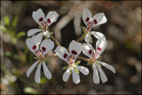 Pelargonium sp., Geraniaceae