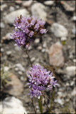 Corymbium glabrum, Asteraceae