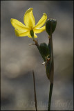 Bobartia sp., Iridaceae
