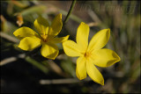 Bobartia sp., Iridaceae