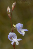 Disa venusta, Orchidaceae