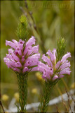 Erica longifolia, Ericaceae