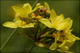 Bobartia indica, Iridaceae