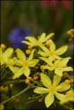 Bobartia indica, Iridaceae