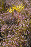 Leucadendron sp., Proteaceae