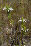 Erica thomae, Ericaceae