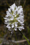Unidentified, Fabaceae