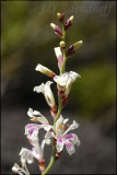 Tritoniopsis unguicularis, Iridaceae