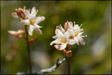 Drimia sp., Hyacinthaceae