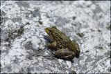 Cape river frog, Rana capensis